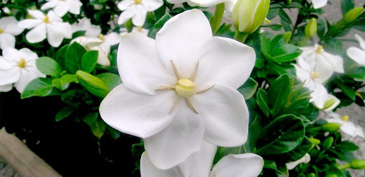 Cuidados de las gardenias