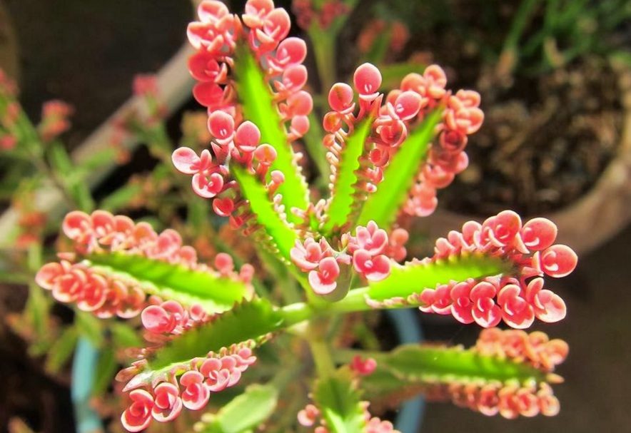 Cuidados del Kalanchoe