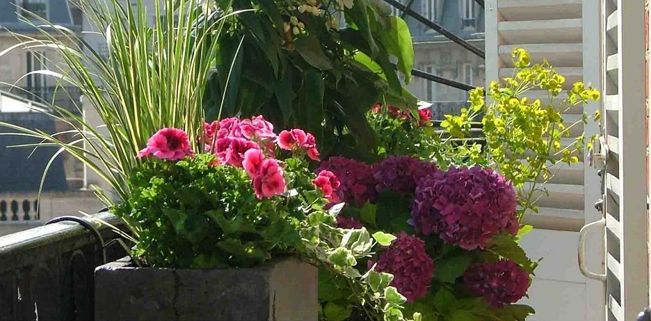 Flores para terrazas