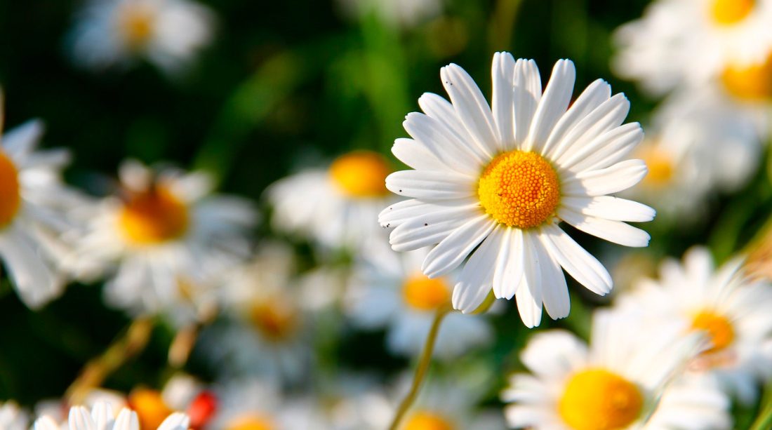 Pies suaves Sentirse mal Espectador Las 10 mejores flores medicinales