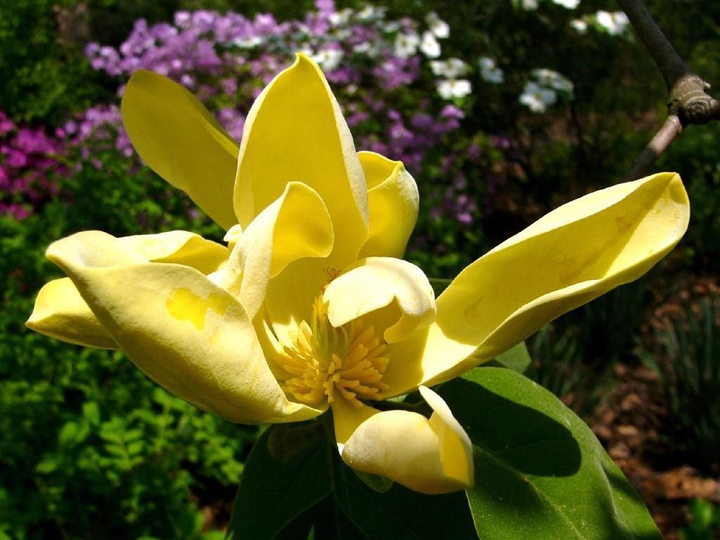 Magnolia amarilla