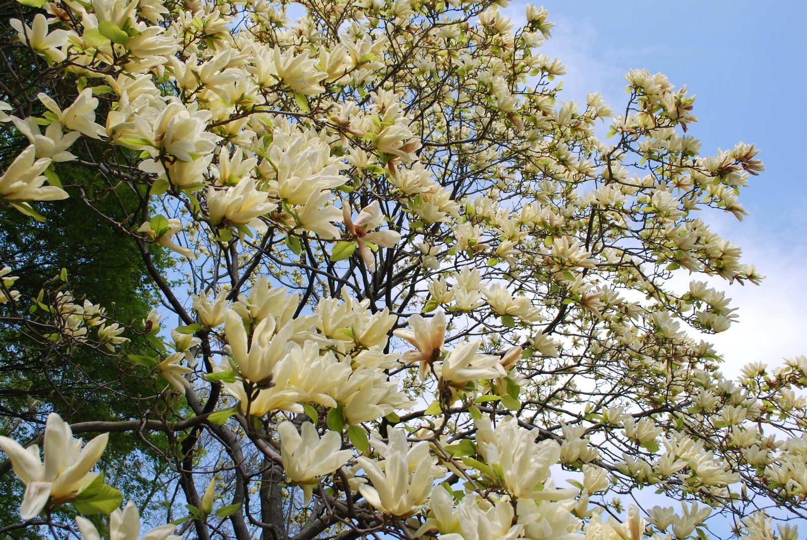 Magnolias en el árbol