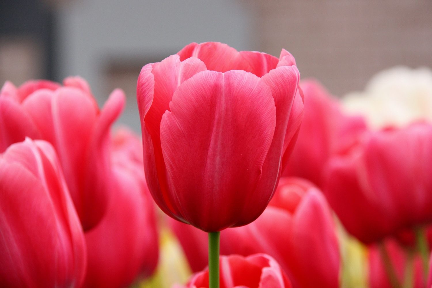 Tulipanes botánicos :: Imágenes y fotos