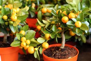Consejos para cuidar de un naranjo enano