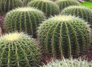 Cuidados de los cactus