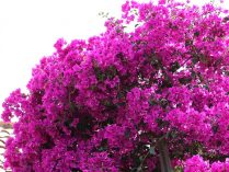 Floración de las buganvillas