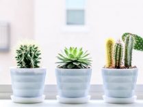 Qué significa regalar un cactus