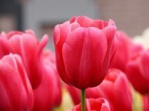 Tulipanes botánicos