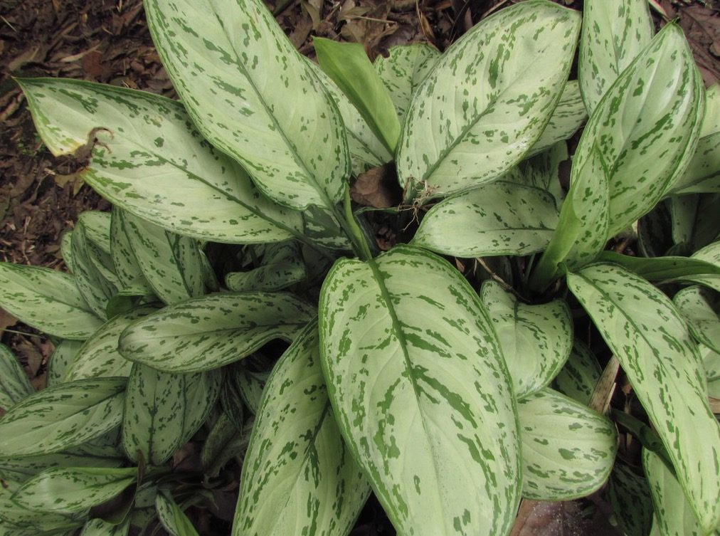 Aglaonema