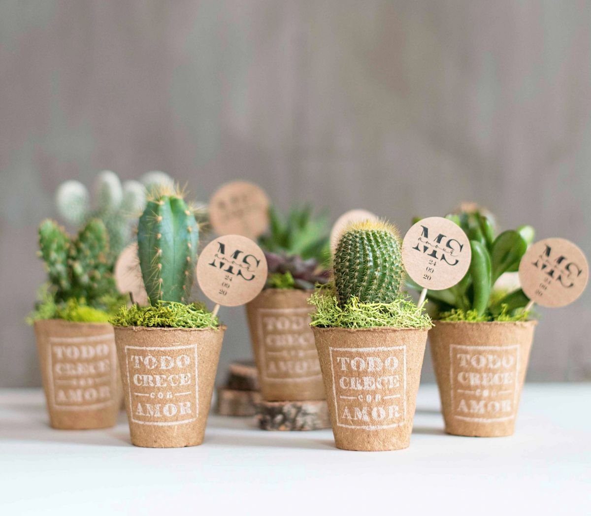 Cactus para regalar en bodas: cómo hacerlo de manera original