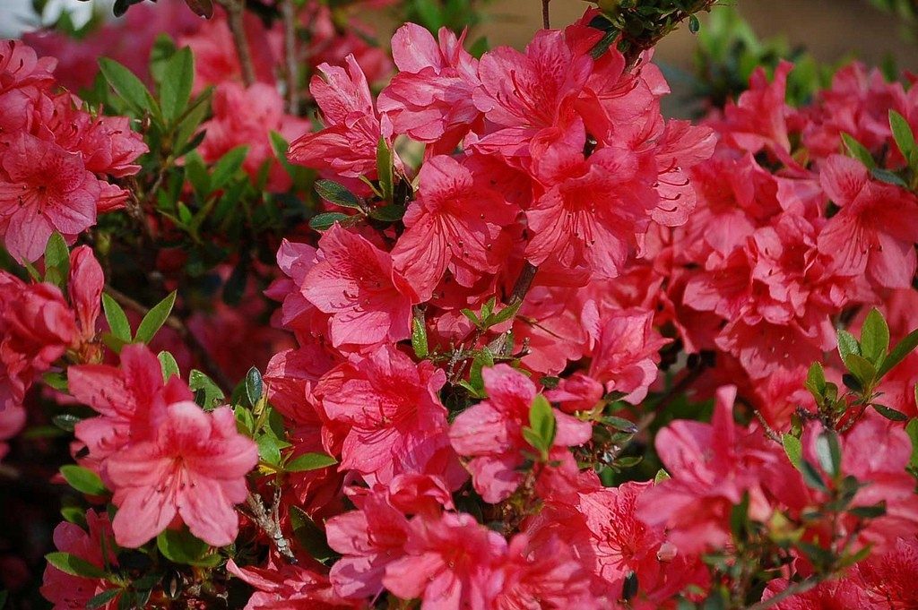 Cuidados de la azalea