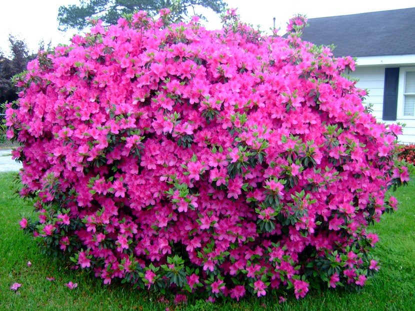 Cuidados de las azaleas