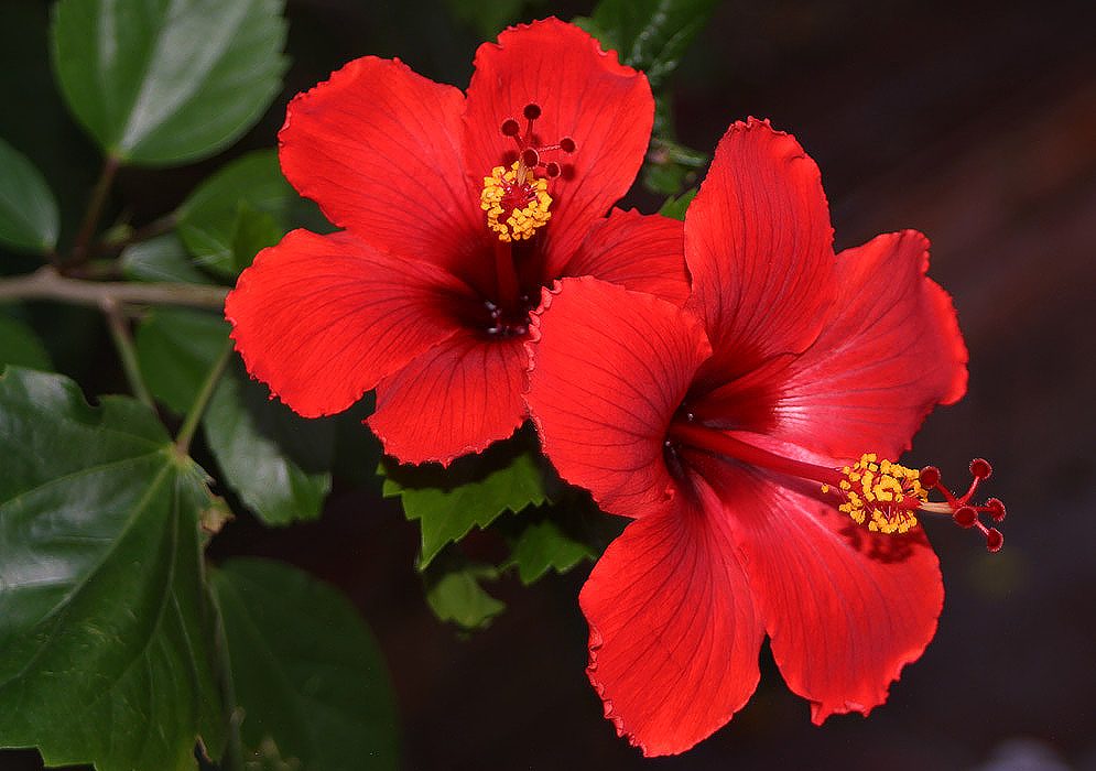 Cuidados de los hibiscus