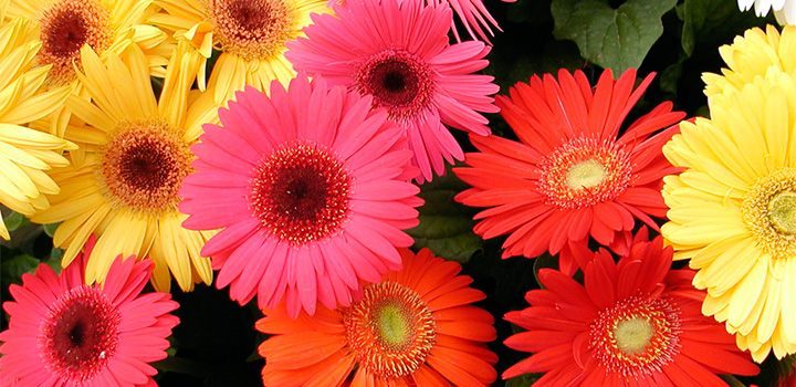 Ramos de novia  con gerberas 💐🌺 2