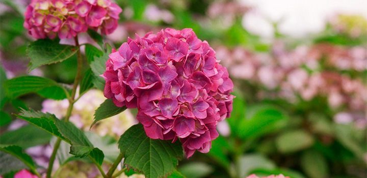 Cuidados de las hortensias