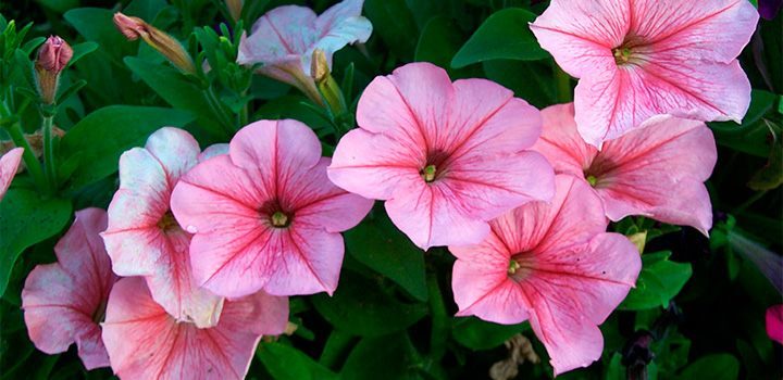 Cuidados de las petunias