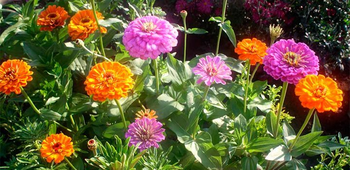 Cuidados de las zinnias