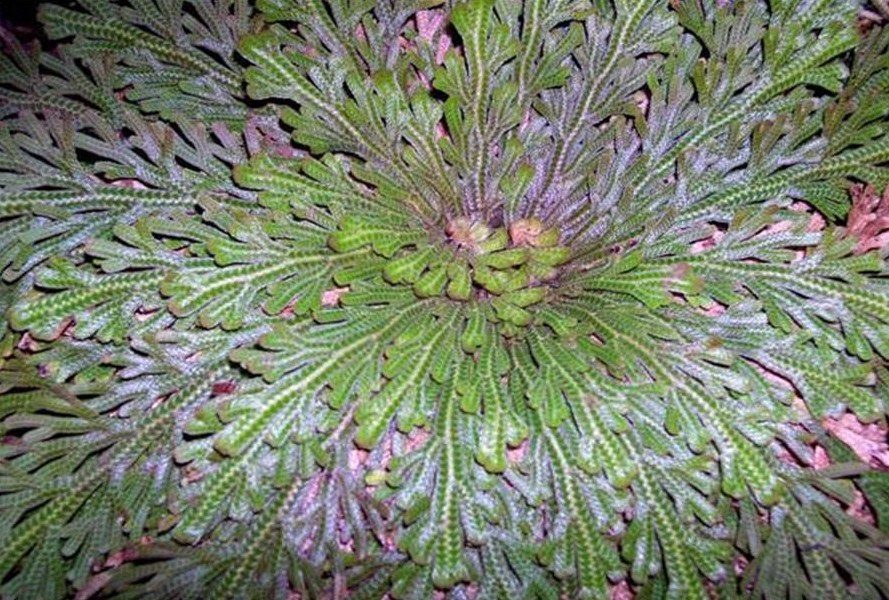 Cuidados de las rosas de Jericó