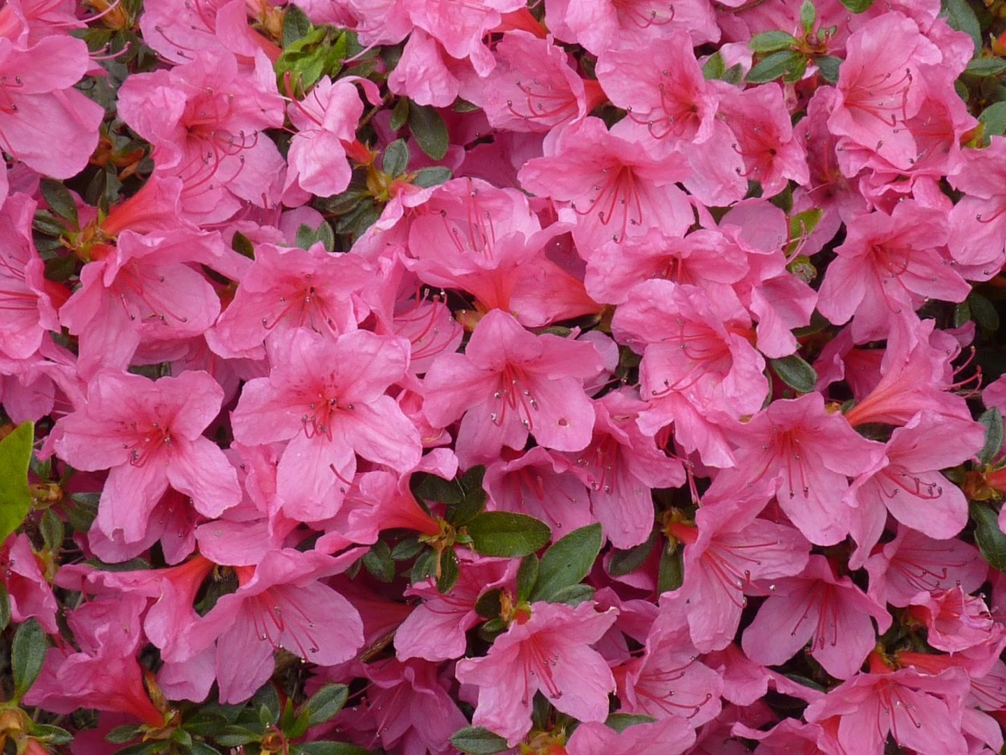 Flores de las azaleas