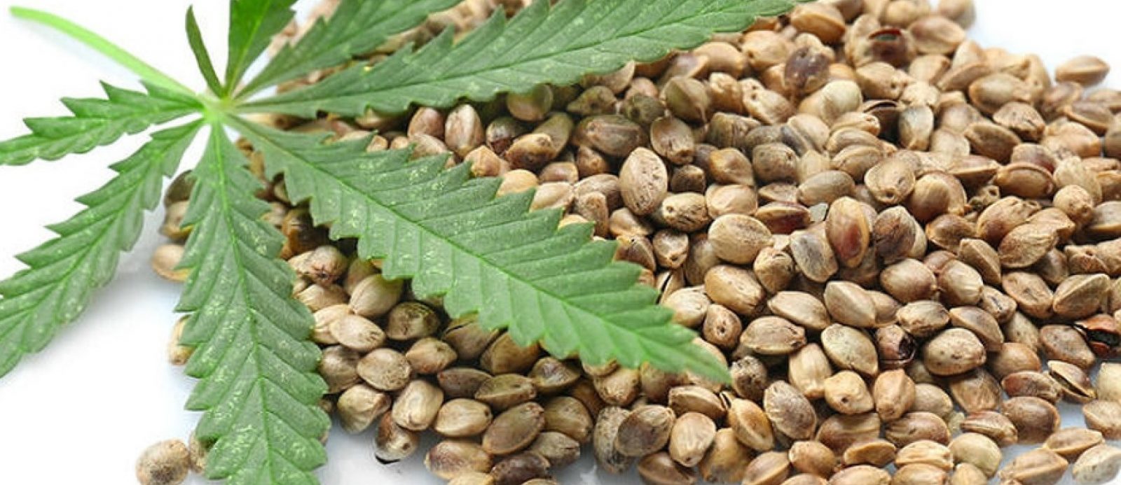 Germinación directa de las semillas de marihuana en la maceta