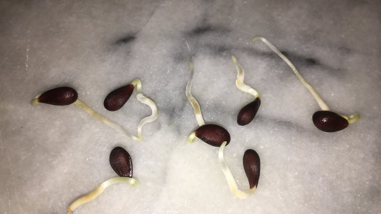 Germinar semillas en una servilleta