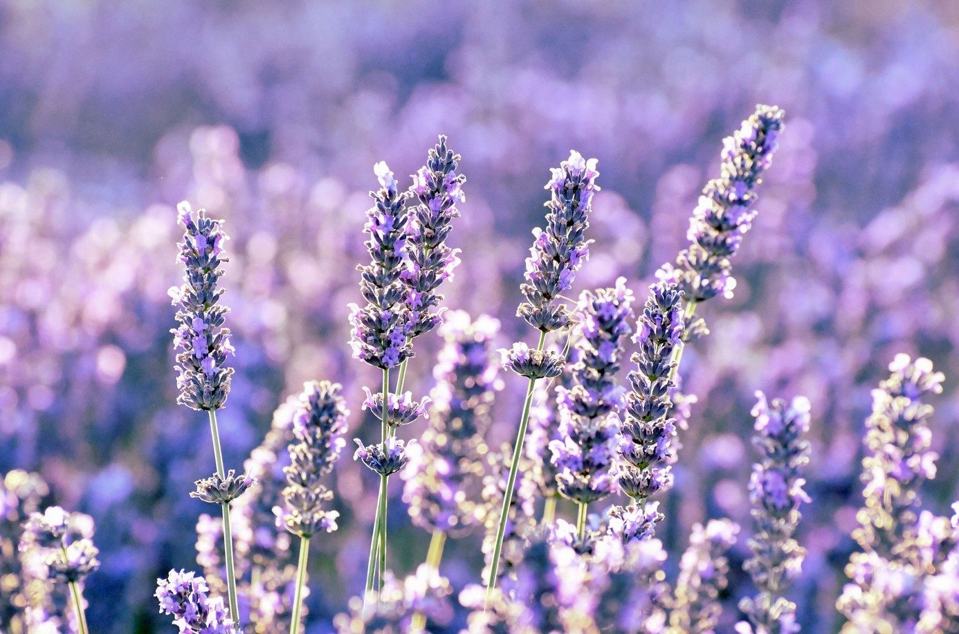 La lavanda