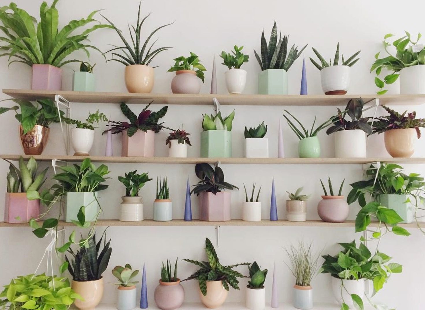 Las 10 mejores plantas para purificar el aire de tu casa