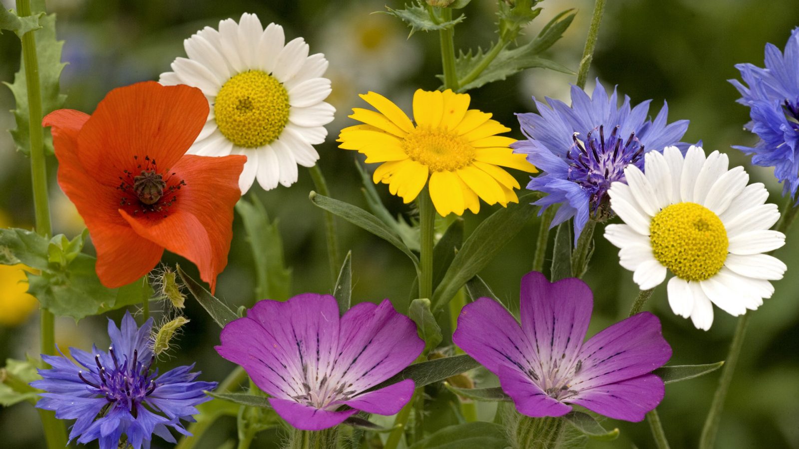 Lenguaje de las flores