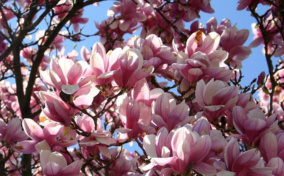 Magnolias rosas