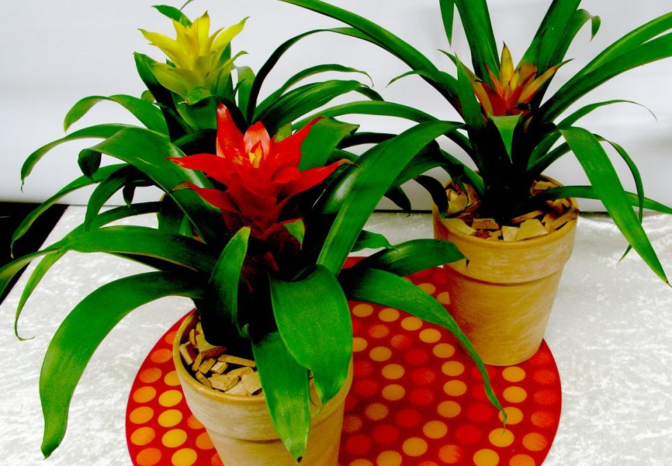 Planta guzmania