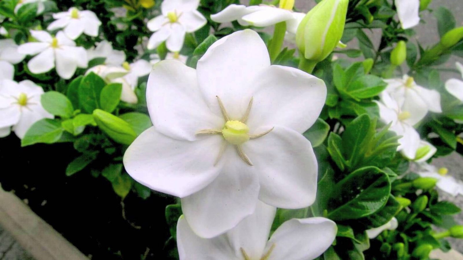 Plantación de las gardenias