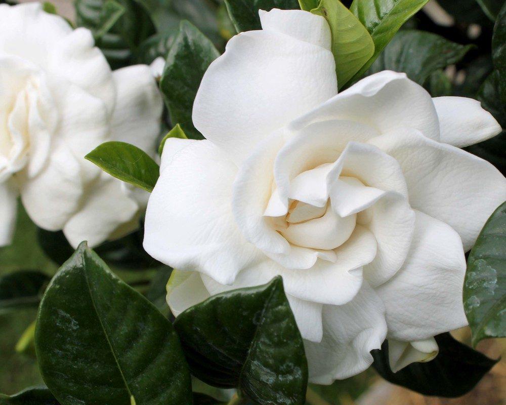 Cuidados de las gardenias