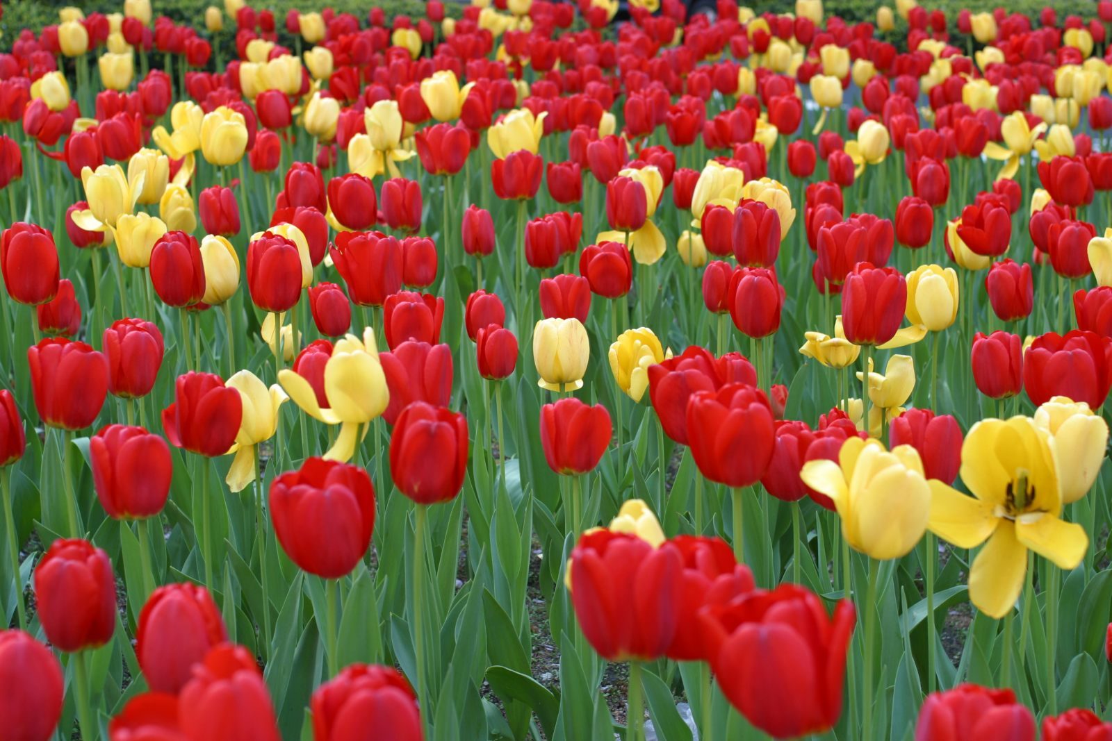 Tulipanes de colores