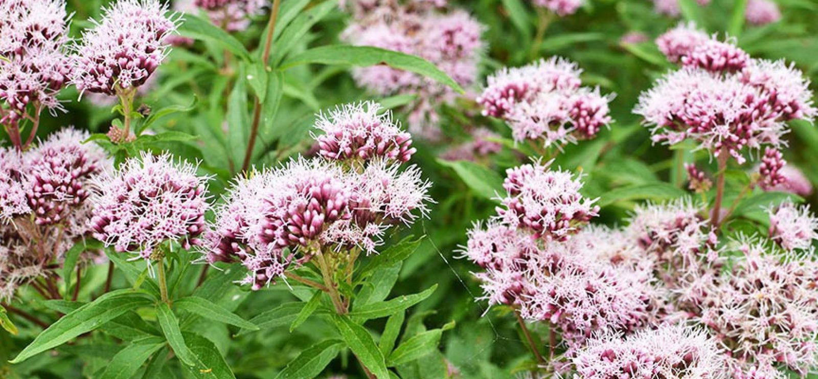 Valeriana