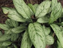 Aglaonema