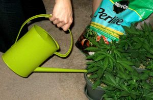 Cómo regar correctamente las plantas de marihuana