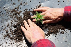 Consejos básicos para el cultivo de cáñamo