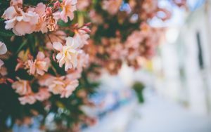 10 consejos sencillos y efectivos para cuidar los arbustos con flor