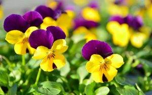 Cuidados de flores bonitas