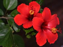 Cuidados de los hibiscus