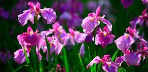 Cuidados de la planta de iris