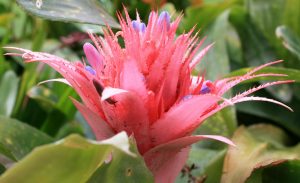 Cuidados de las bromelias