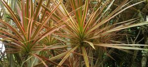 Cuidados de las drácenas (dracaena marginata)