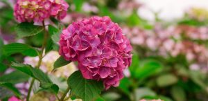 Cuidados de las hortensias