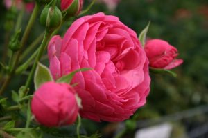 Cuidados de las rosas