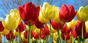 Cuidados de los tulipanes botánicos