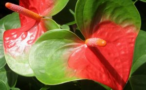 Cuidados del anturio (anthurium)