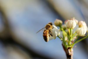 En qué consiste la polinización de las abejas