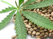 Germinación directa de las semillas de marihuana en la maceta