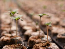 Germinar semillas de marihuana en Jiffys